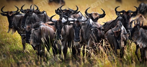 Preview: Group of buffalos in Masai Mara, Kenya