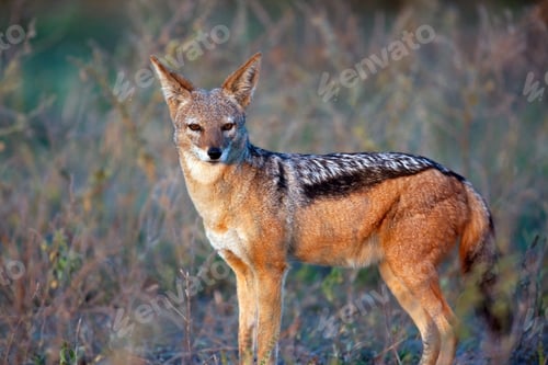 Preview: Black-backed jackal - Botswana