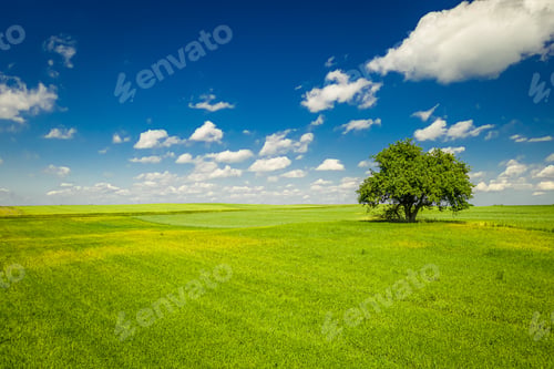 Preview: Spring landscape with tree on green field and blue sky
