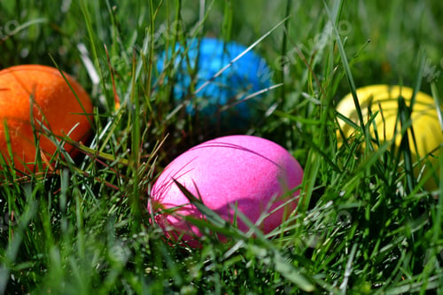 Preview: Hiding colorful Easter eggs in the grass for an Easter Egg Hunt.