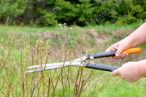 Preview: Work in garden in spring,summer.Women,farmer with shears,scissors cutting bush plant in yard
