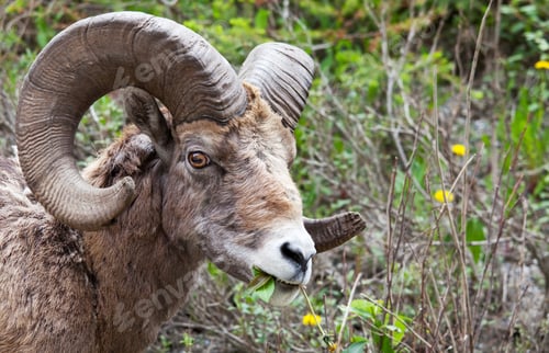 Preview: Goat in Canada