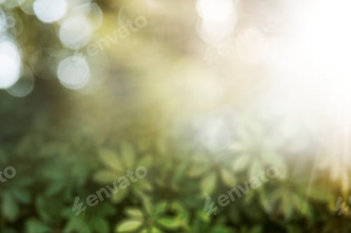 Visualização: Fundo de folhas verdes naturais frescas de Schefflera Arboricola