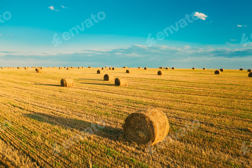 Preview: Aerial View Of Summer Hay Rolls Straw Field Landscape In Evening. Haystack, Hay Roll in Sunrise Time