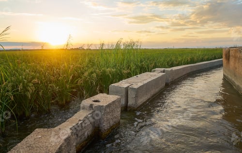 Preview: Irrigation canals of the paddy fields of Valencia at sunset