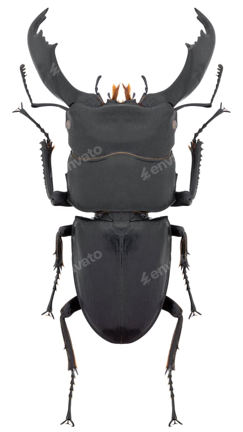 Preview: Serrognathus (Dorcus) titanus typhon