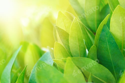 Preview: Green leaves on a tea plan bush