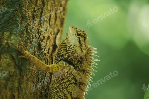 Preview: Yellow lizards on trees