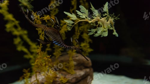 Preview: Amazing sea dragon swims underwater in the ocean. Beautiful wild underwater world