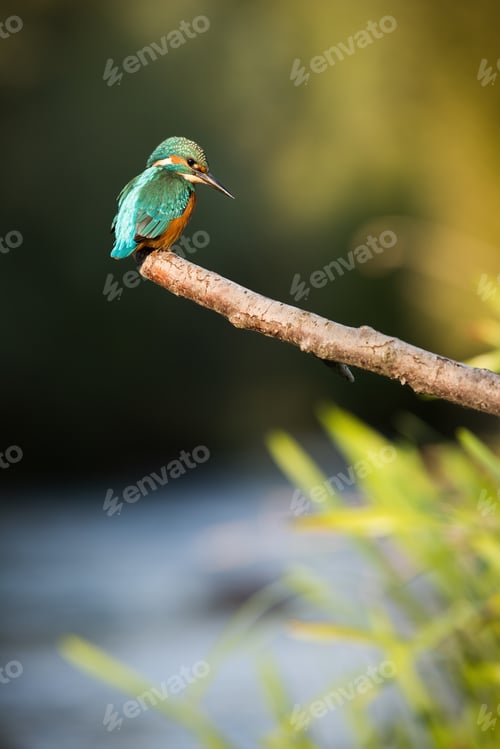 Preview: Common kingfisher sitting on branch in autumn in vertical shot