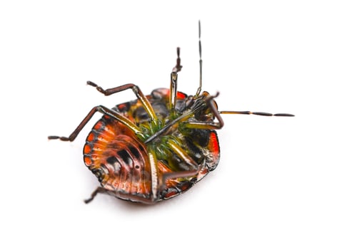 Preview: Southern green stink bug, Nezara viridula, on its back