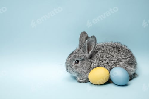 Preview: Easter bunny rabbit with painted eggs on blue background. Easter holiday concept.
