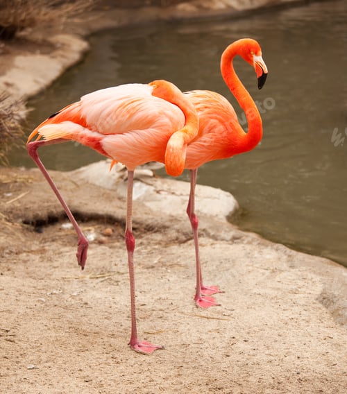 Preview: Beautiful Flamingo Couple Rest