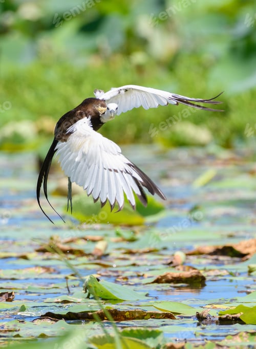 Preview: A beautiful Pheasant-tailed jacana bird landing shot turns and looks right at the camera
