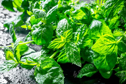 Preview: Green mint. Macro image.