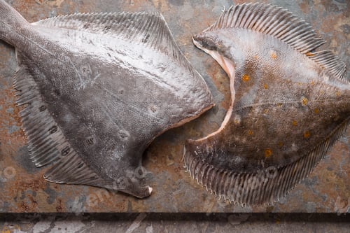 Preview: Raw flounders on the stone background