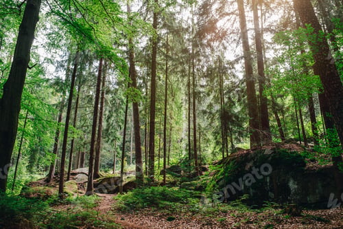 Preview: Scenic low angle shot of the forest from Luisenburg Rock Labyrinth in Fichtelgebirge, Germany