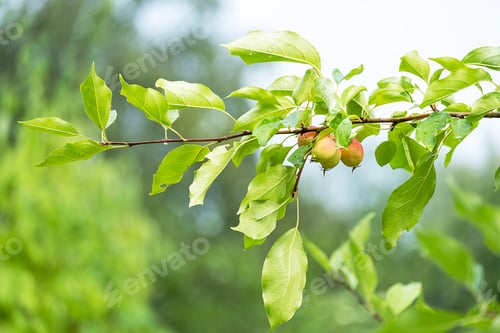 Preview: Red ripe apples hang on the branches of an apple tree. Harvest.