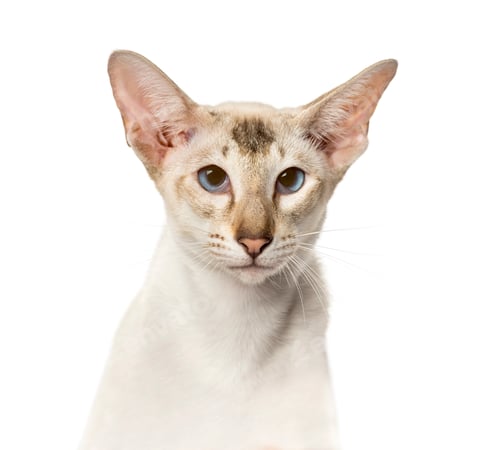 Preview: Close-up of Peterbald face