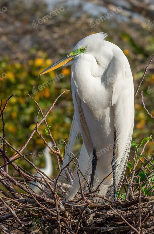Preview: Eastern great egret bird with a bright yellow beak perched atop a nest