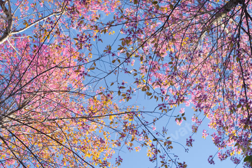 Preview: Sakura cherry flowers blossom trees of national park. Natural landscape background. Pink color