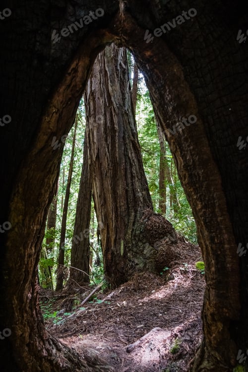 Preview: Fire damaged redwood trees