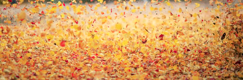 Preview: Autumn background
