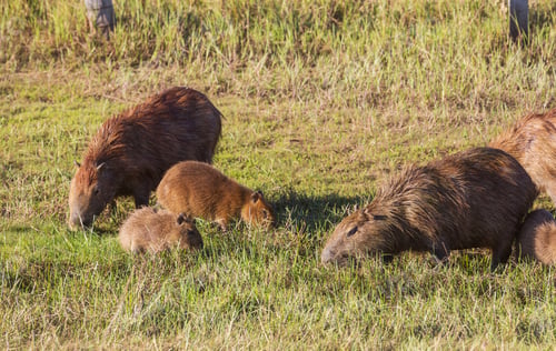 Capybaras Grazing Peacefully in a Lush Green Field