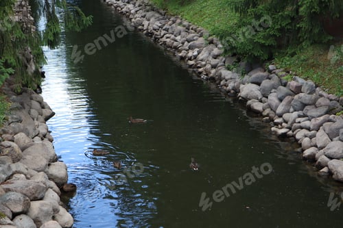 Preview: Ducks swimming in a park channel. blue water between the stone walls in a beautiful city garden