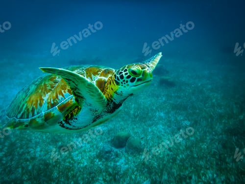 Preview: Sea turtle in caribbean sea - Caye Caulker, Belize