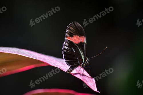 Preview: Black butterfly resting on a purple tropical leaf