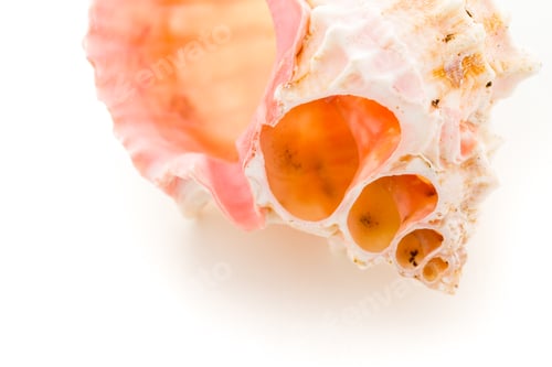 Preview: Sea shell