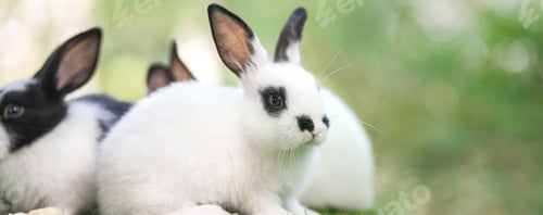 Preview: bunny Easter fluffy baby rabbit or new born rabbit.