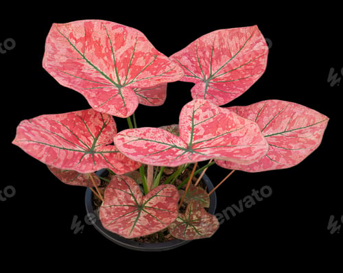 Preview: Beautiful colorful caladium on Black background isolate with clipping path. Queen