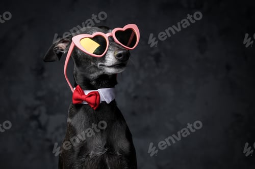 Preview: Stylish black canine pet with sunglasses and bow tie