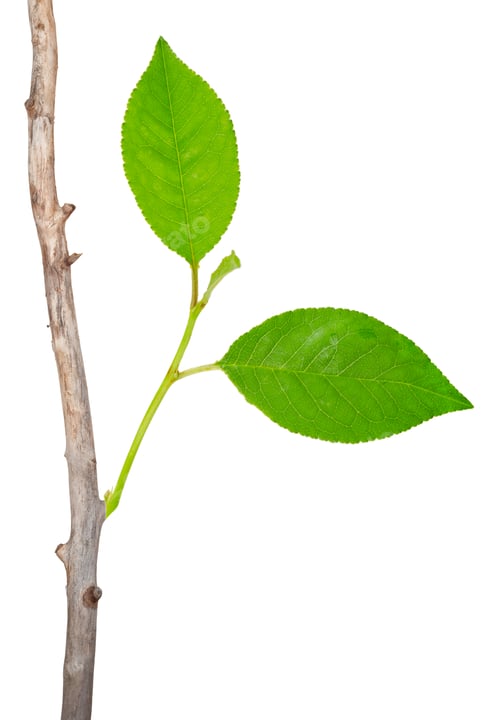 Preview: Dry branch with leaf buds