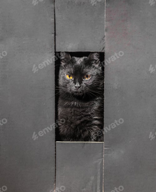 Preview: portrait of a black cat with beautiful eyes