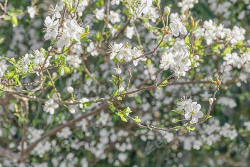 Preview: White plum flowers on branches lit by sunlight