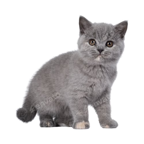 Preview: cat, kitten, pet, isolate