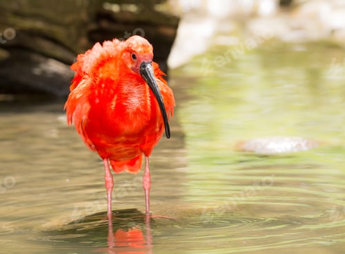 Preview: Scarlet Ibis wading through the water