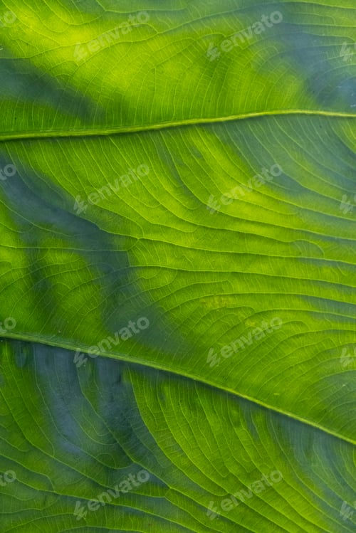 Preview: Close up of veins of leaf of Arum species