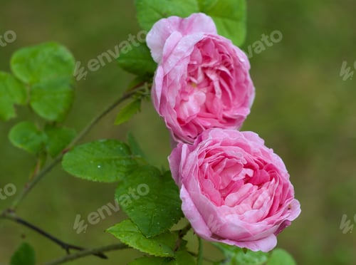 Preview: flower