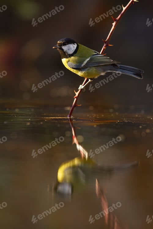 Preview: Sunlit great tit sitting on a twig with thorns just above water about to drink