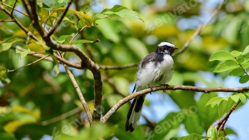 Preview: White-browed fantail bird perch close-up shot,