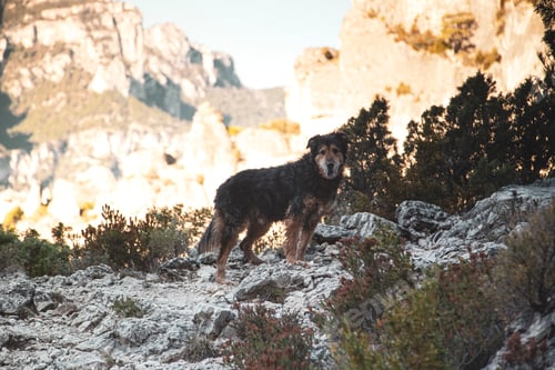 Preview: A dog walking on the rocks high up in the mountains.
