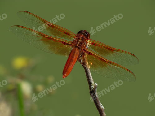 Preview: Dragonfly