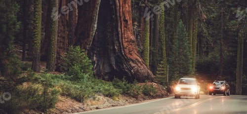 Preview: Road In National Park To Explore Enormous Sequoias.