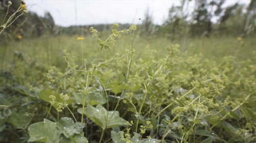 Preview: Close up of green grass in the field with small drops of water on soft petals. Stock footage. Summer