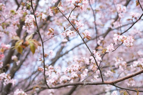 Preview: cherry blossoms in pink hues and green leaves against a blue sky, evoking serenity and renewal
