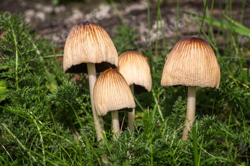 Preview: Fungus in the Garden